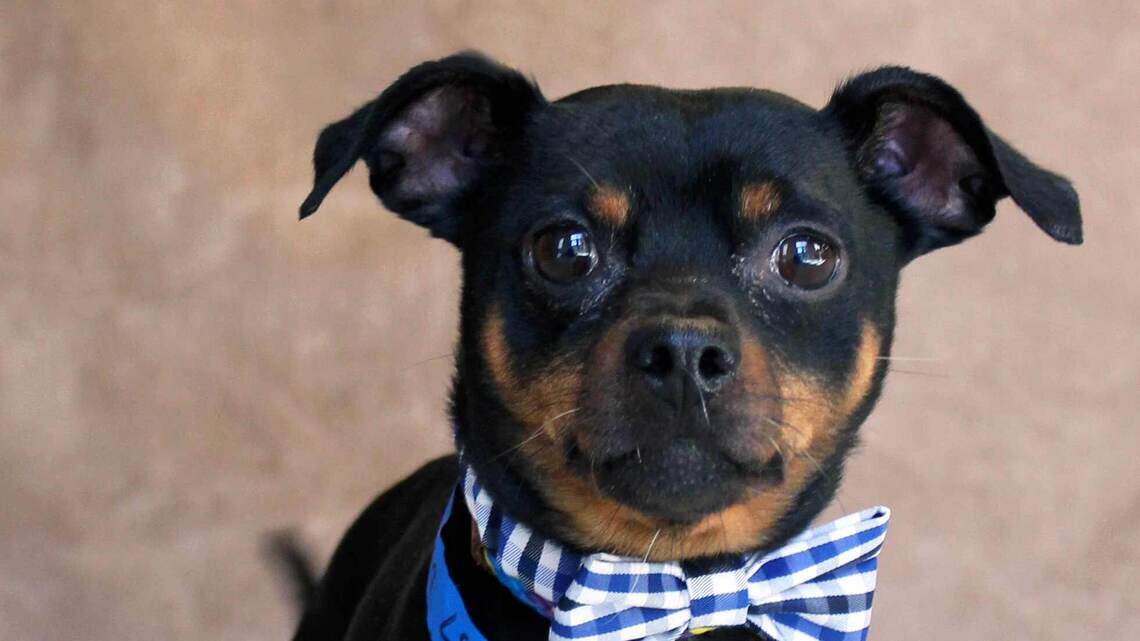 Ada County Pet of the Week: Dobi