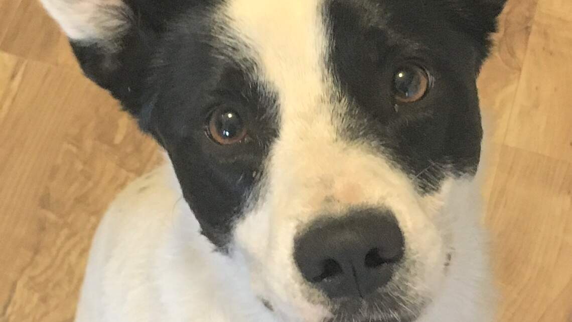 Canyon County Pet of the Week: Lacey