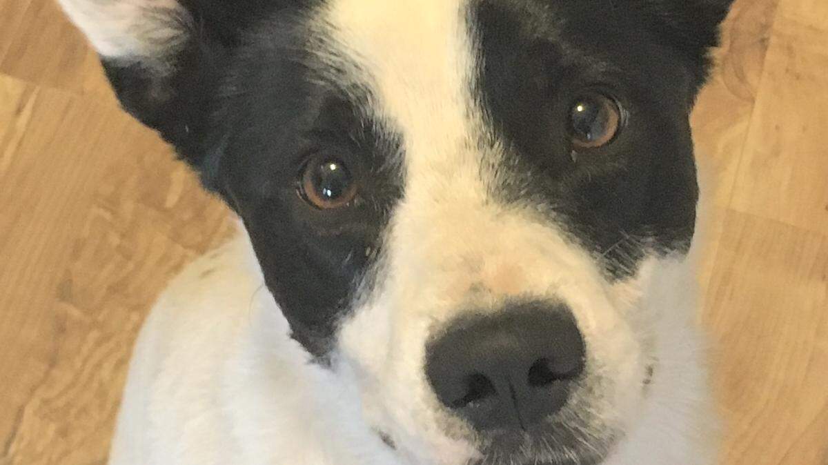 Lacey