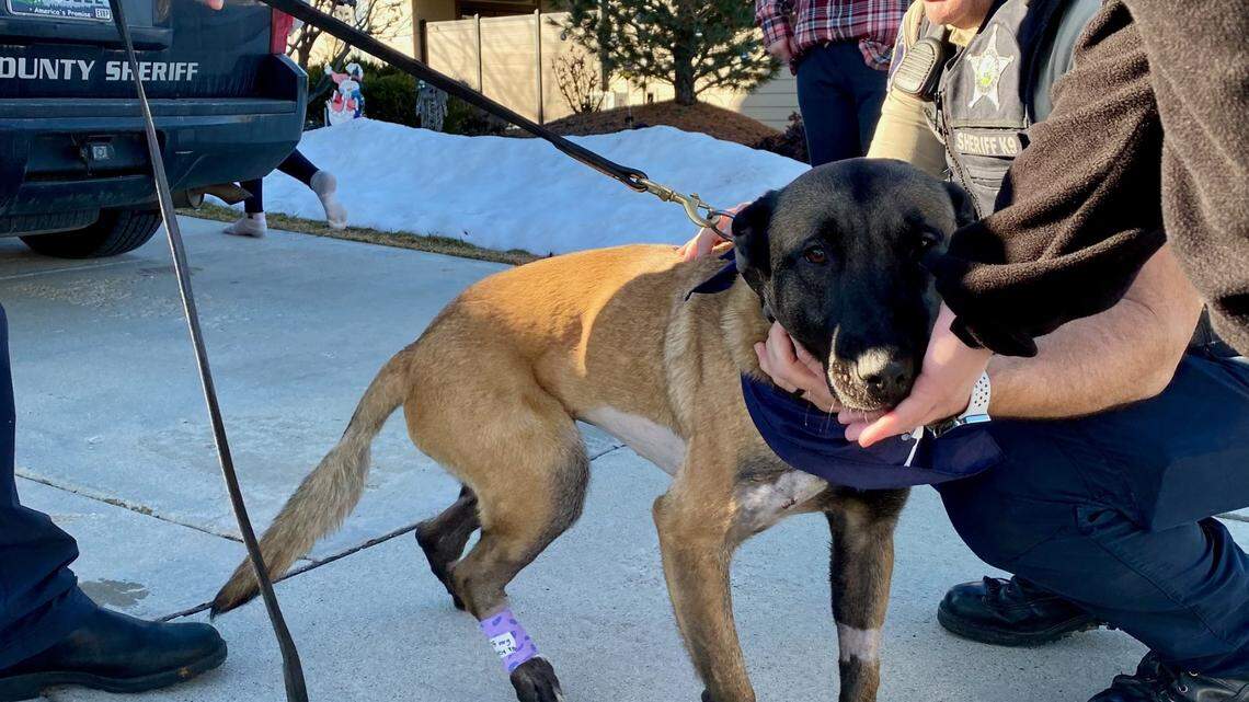 Astrid, an Ada County Sheriff’s Office K9, was stabbed during a fatal police shooting Wednesday. The 2-year-old girl underwent surgery and is headed home.
