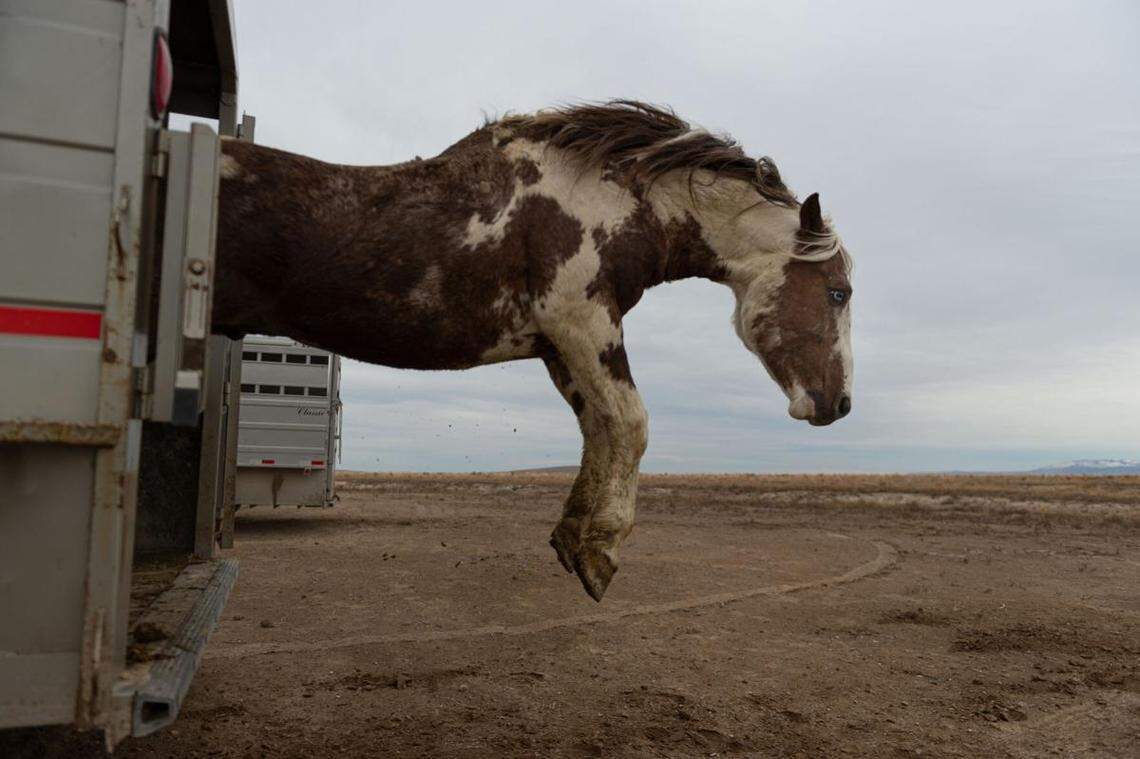 The Bureau of Land Management releases 11 wild horses Nov. 17, 2020, into the Saylor Creek Herd Management Area south of Glenns Ferry. This summer the BLM gathered 104 of the estimated 131 mustangs.