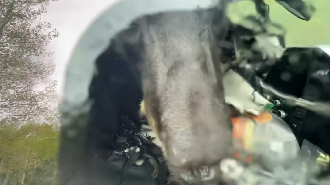Officials shared a video of a wildlife officer freeing a bear that found its way inside a pickup truck to get at dog food that had been left inside, but couldn’t find its way back out.