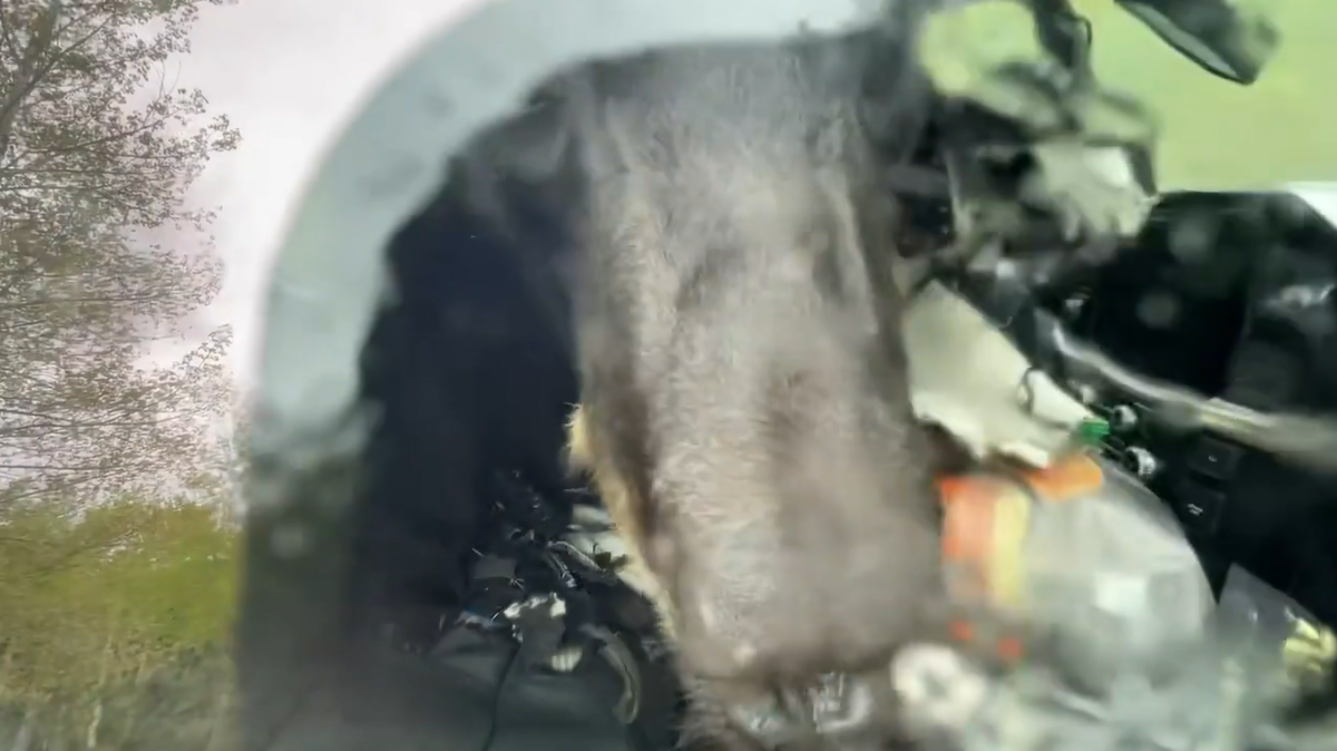 Officials shared a video of a wildlife officer freeing a bear that found its way inside a pickup truck to get at dog food that had been left inside, but couldn’t find its way back out.