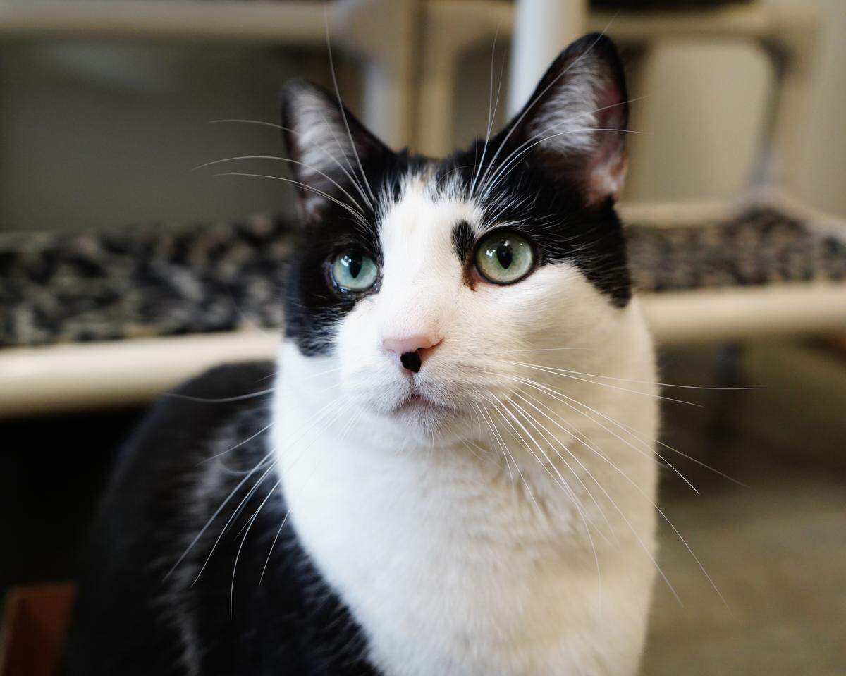 Paisley the cat is available for adoption through Simply Cats.