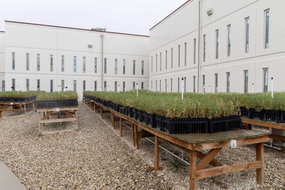 Native plants, including sagebrush, rubber rabbitbrush and bitterbrush seedlings, are grown by residents at the Idaho State Correctional Center (ISCC). The Sagebrush in Prisons Project is a collaboration between the Idaho Department of Correction, Idaho Fish and Game and the Institute for Applied Ecology.