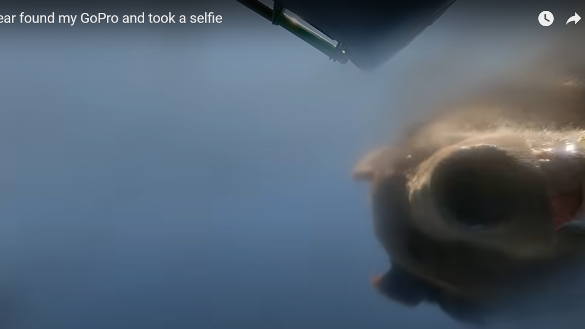 A GoPro stashed inside a trash can caught an image of this grizzly bear once the bear got the can open.