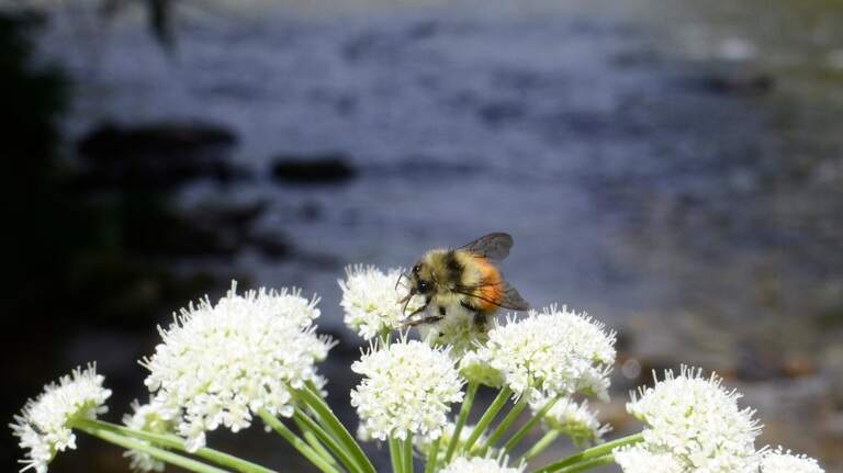 Achoo! Allergy season has arrived in Boise. Here’s how to avoid Idaho’s most potent pollen
