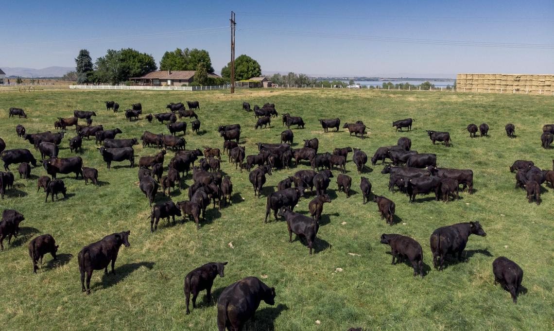 Chelsea DeFriez is one of the primary operators on her family’s registered black angus ranch in Caldwell. One-third of Idaho farms are managed, operated or owned by women.