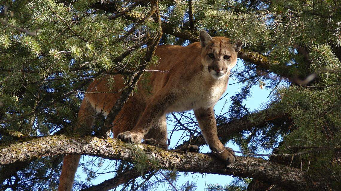 A Woodside resident scared off a mountain lion that was attacking her dog, the San Mateo County Sheriff’s Office said. The dog is expected to fully recover.