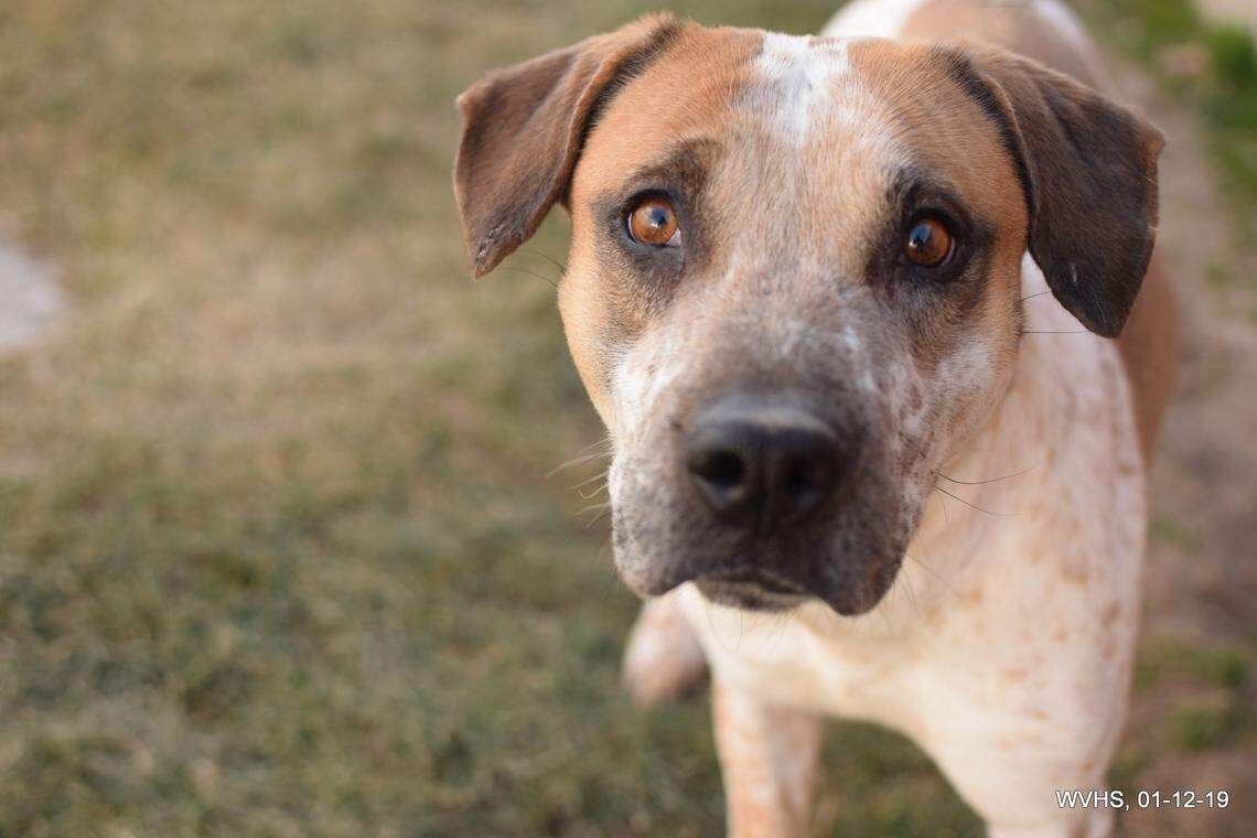 Mareena is available for adoption through the West Valley Humane Society.
