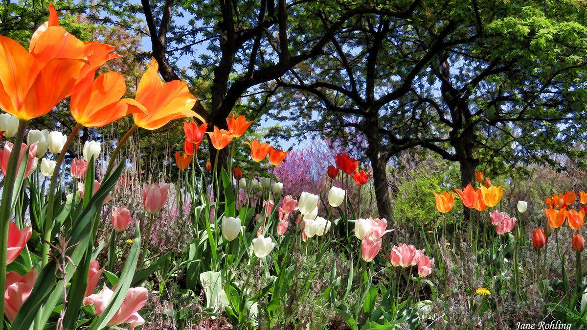Photos of tulips at the Boise Unitarian Universalist Fellowship taken by Jane Rohling.