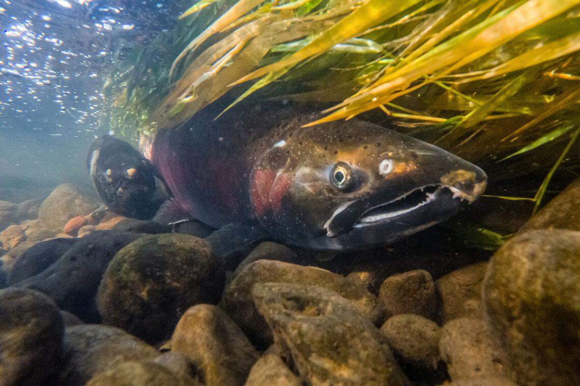 Male coho salmon hang out in Lapwai Creek as they wait for females to spawn with. About 18,300 adult coho returning from the Pacific Ocean have passed Lower Granite Dam on the Snake River west of Lewiston this fall. Coho in the Snake River Basin were declared extinct in the 1980s but a decades-long effort by the Nez Perce Tribe has revived the run. The fish now provide annual tribal and nontribal fishing opportunities.
