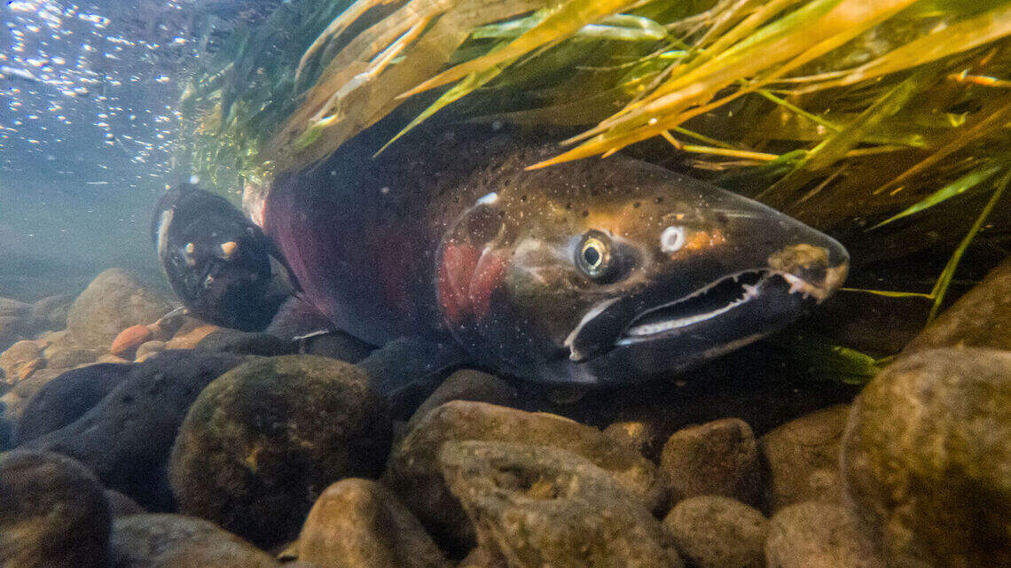 Trump’s election win could create big swing in Northwest’s debate about salmon, dams