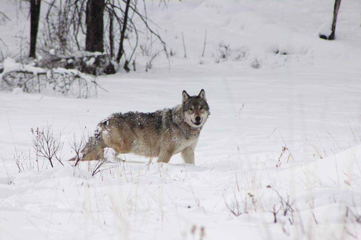 On four separate occasions, Wolf 907F seized power as the alpha female leader of the Junction Butte Pack in Yellowstone National Park.