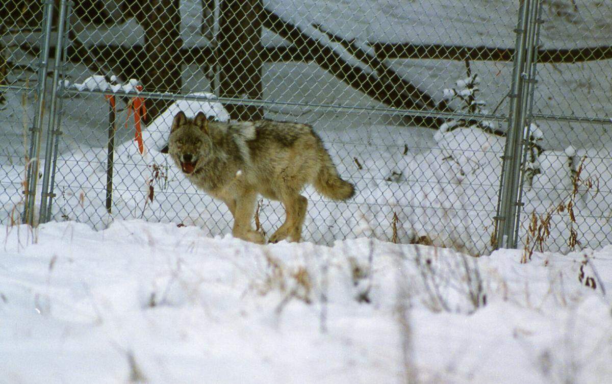 After they were captured in Canada, the wolves released in Yellowstone National Park initially stayed in acclimation pens, like this wolf pictured in Crystal Creek on Jan. 26, 1996.