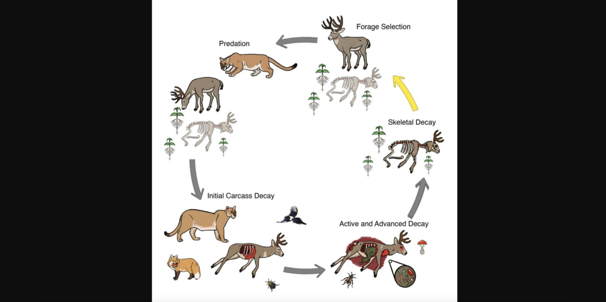 This graphic explains how cougars, by killing their prey, help add nutrients to the soil to promote plant growth that could lead to prey animals returning to the site to eat and possibly be eaten.