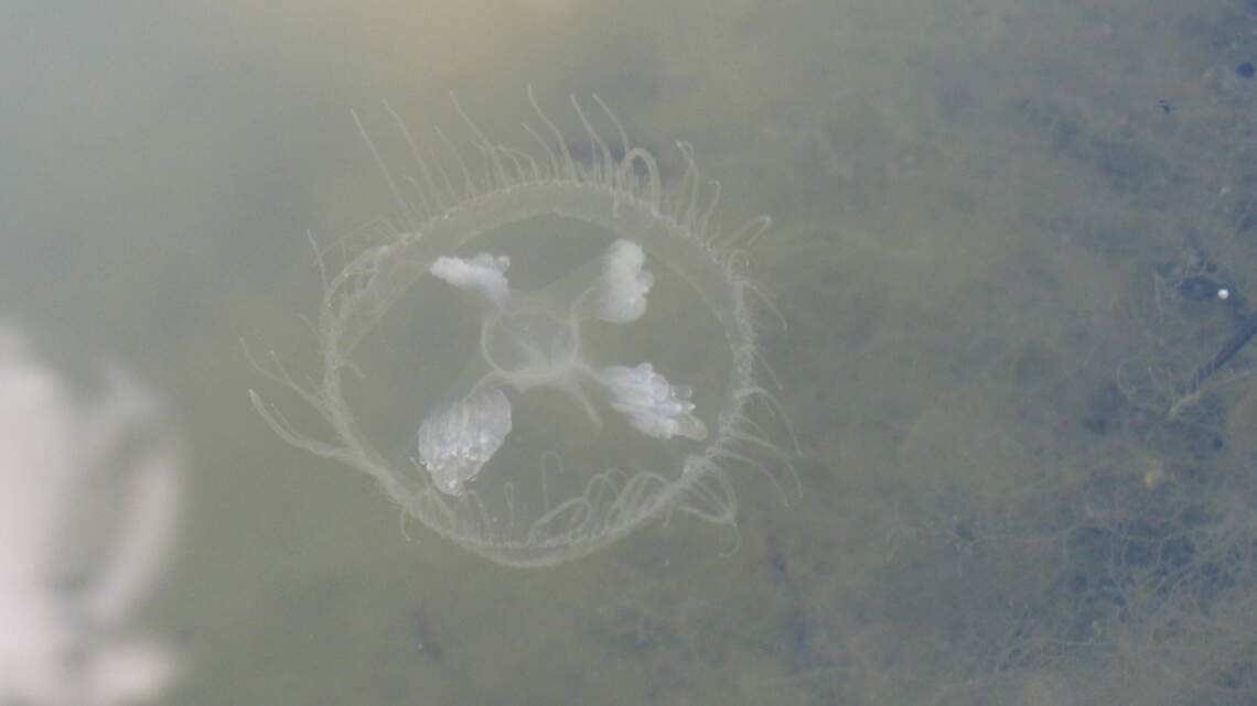 Jellyfish in Idaho? Rare sighting made in freshwater pond in Star