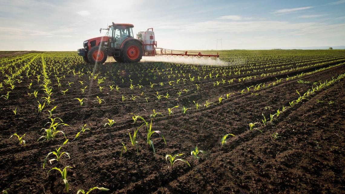 Tractor spraying young corn with pesticides. Assemblymember Jasmeet Bains represents Kern County, a heavily agricultural area but has declined to vote on several bills related to controlling the use of toxic pesticides to protect farm workers and others farmers’ crops. 