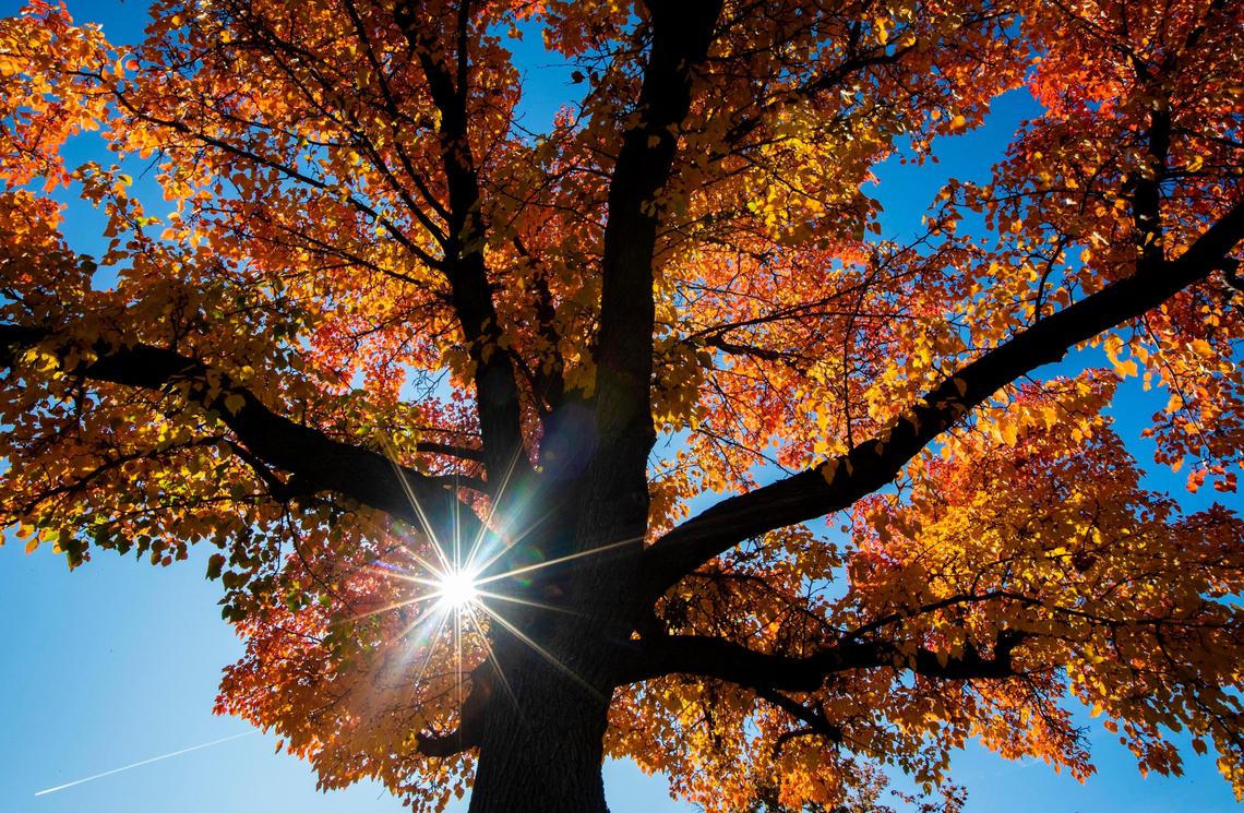 The City of Trees will turn from green to gold this September and October.