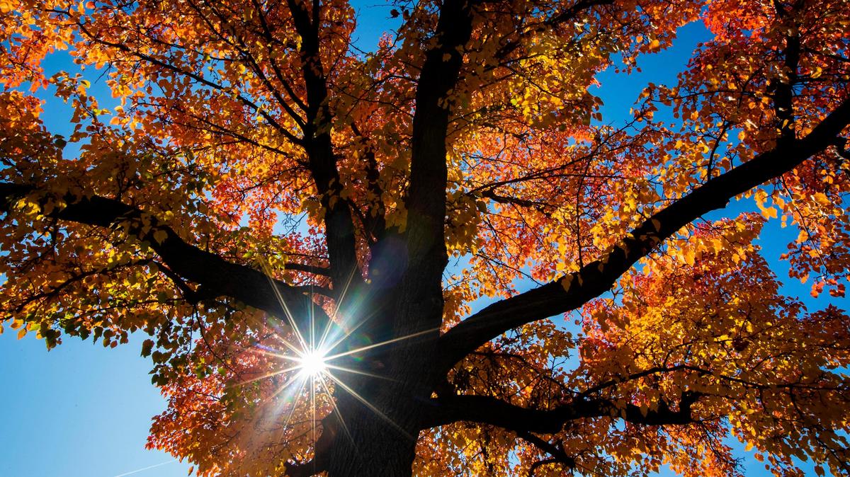 The City of Trees will turn from green to gold this October.