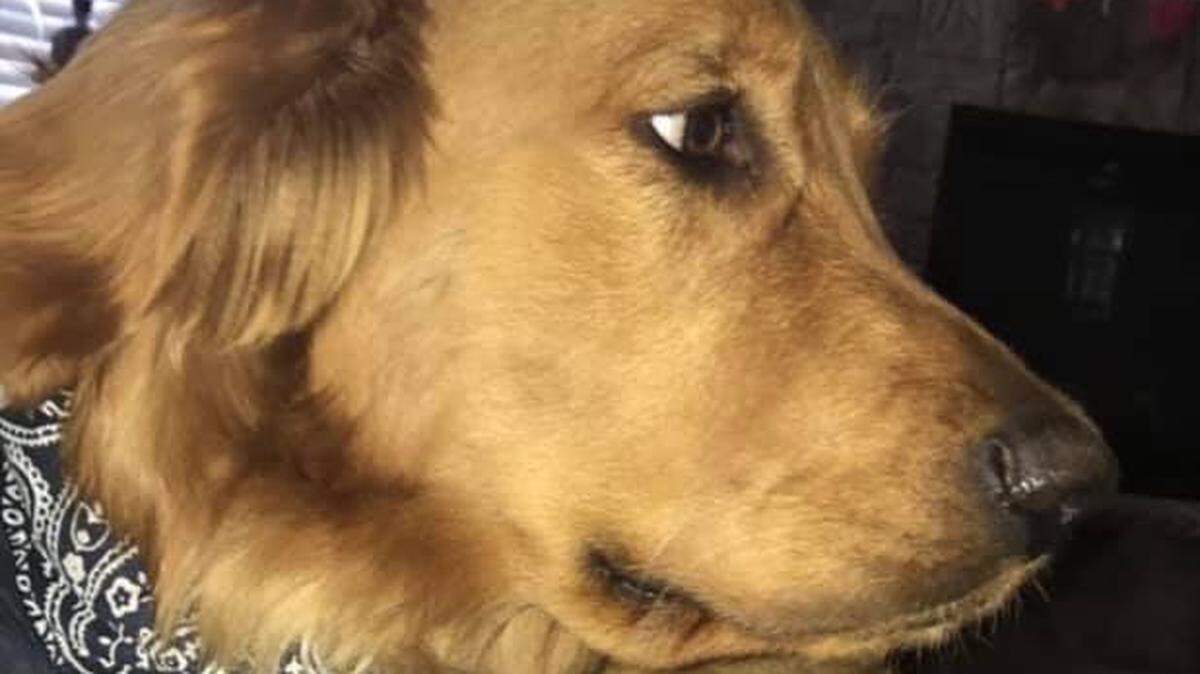 Carmen Garshelis' dog, Stanley. "I spent more time with him than anyone," Garshelis told the Statesman. 