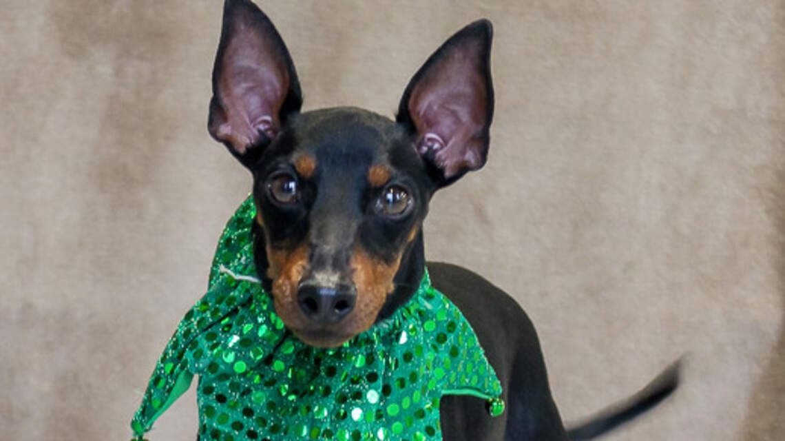 Ada County Pet of the Week: Charlie