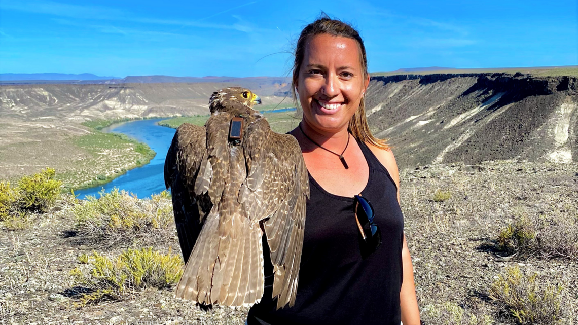 These falcons fly with little backpacks. What do Boise State scientists hope to learn?