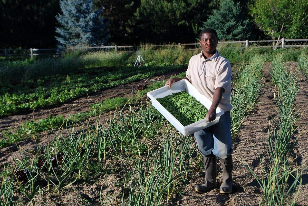 Abdi Haji picks sweet peas harvested for members of his community supported agriculture program at Global Gardens of Boise.