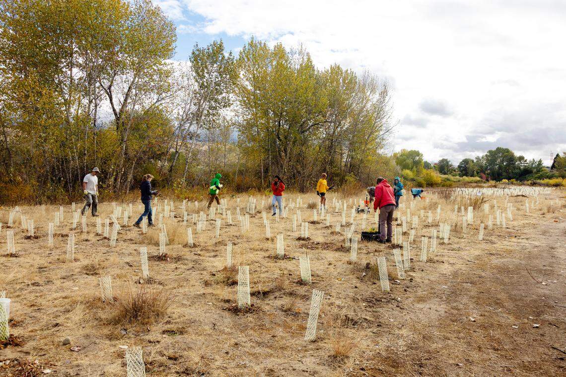 A Boise Scout troop plants pollinator and native plants at their plot at a reserve along the Boise River just east of Eckert Road. The Scouts as well as other volunteer groups are partnering with the Golden Eagle Audubon Society in their ReWild program which is restoring habitat for wildlife along the Boise River. The results of a Boise State University carbon map of Foothills soil could lead the city to plant more of certain species north of town.