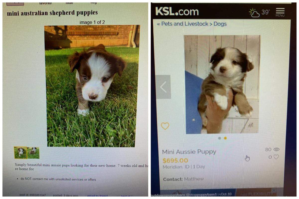 Two Treasure Valley families say they saw listings for miniature Australian shepherd puppies on Craigslist, and the dogs they purchased from Matthew Milligan, later became sick with parvo. Milligan, who owns Surf’s Up Puppy Shack, said he sold the dogs online due to construction delays at his store.