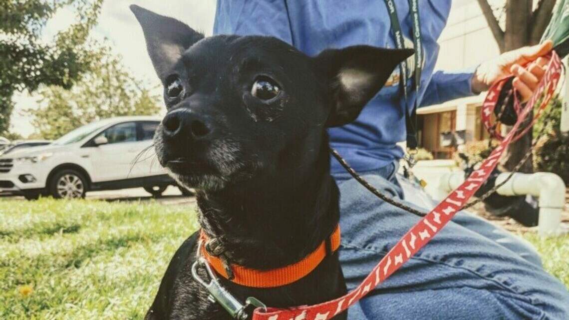 Meridian Pet of the Week: Billie