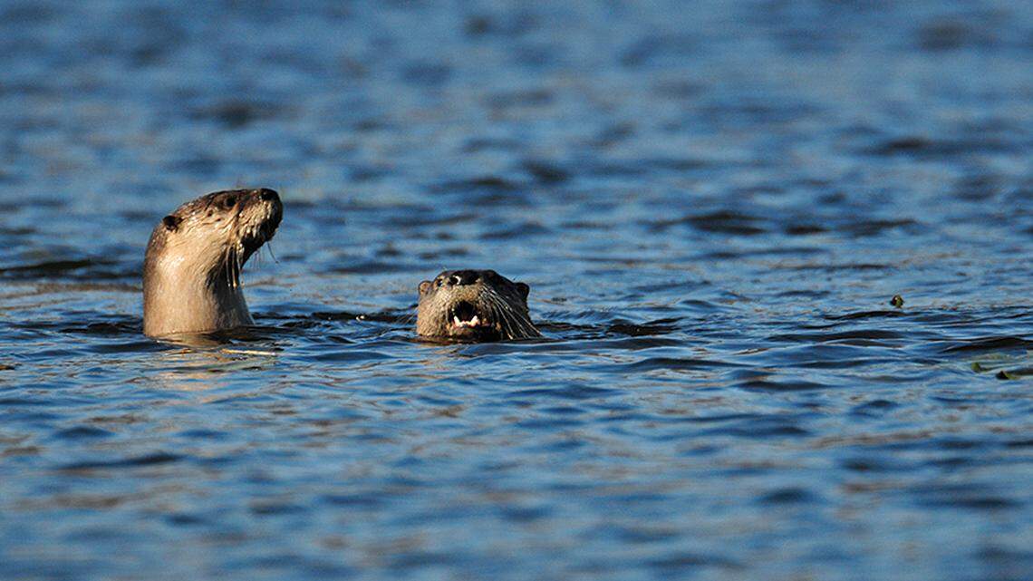 River otters are shown at Tippecanoe River State park near Battle Ground, Indiana, in 2009. An otter attacked a 12-year-old boy floating on an inner tube Friday in the Big Hole River, Montana officials say. He was not seriously hurt..