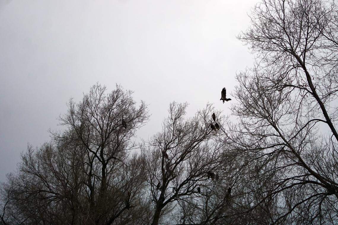 An eagle flies in to roost amongst others on the branches of a tree on the Azevedo family’s property in Wendell on Thursday, Jan. 28, 2021. The trees around their home have become a favorite roosting spot for as many as 250 bald eagles.