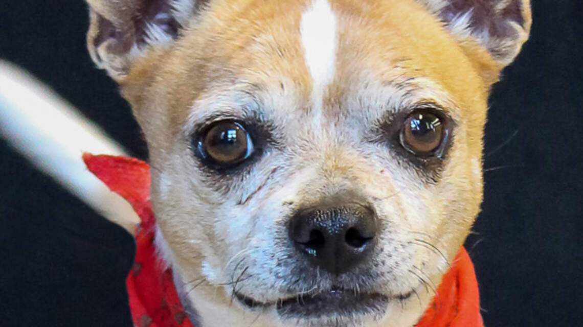 Ada County Pet of the Week: Pistol Pete