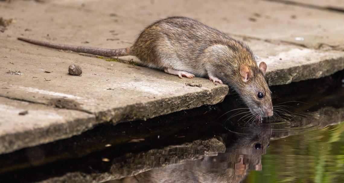 Beware, Boise! Norway, or brown, rats such as the one shown are more common in heavily populated areas such as New York City or Los Angeles.