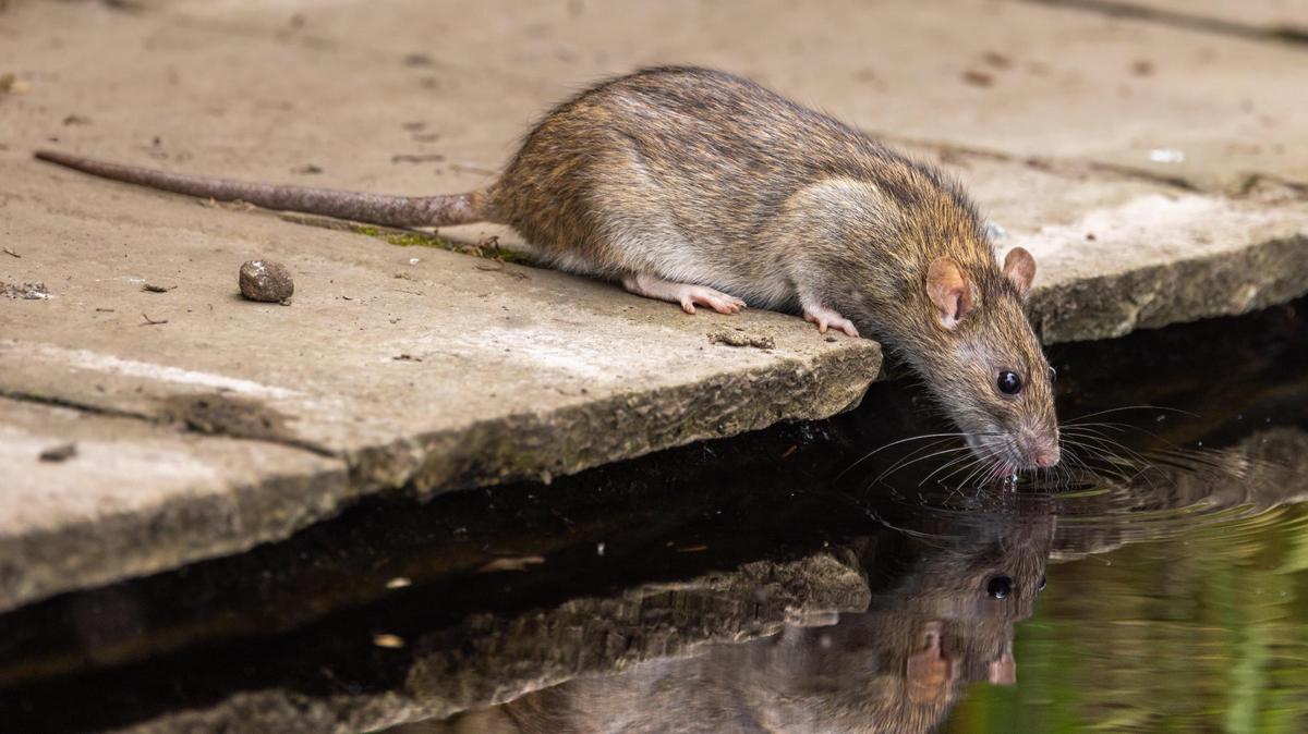 An image of a brown rat.