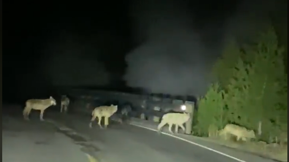 Daryl Mckay posted video on Facebook of a pack of wolves lingering in the road as he drove through Yellowstone National Park on Sept. 11.