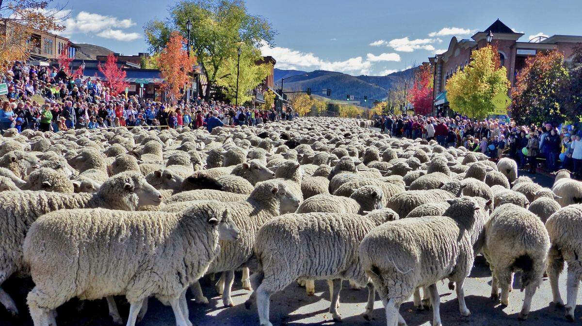 The five-day Trailing of the Sheep Festival features a Big Sheep Parade on Sunday, Oct. 14, with 1,500 sheep hoofing it down Main Street in Ketchum.
