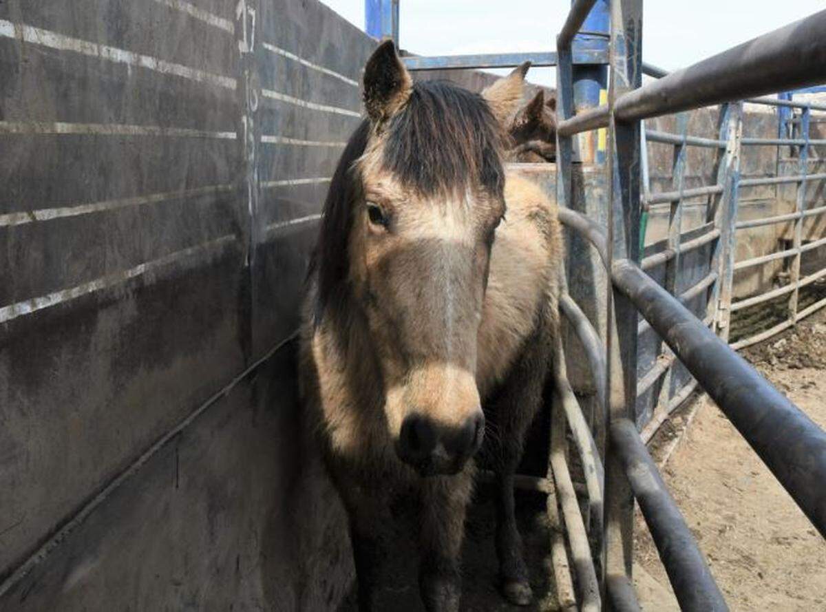 The Bureau of Land Management is offering up to $1,000 to people who adopt wild horses, like this female mustang awaiting auction on March 12, 2019.