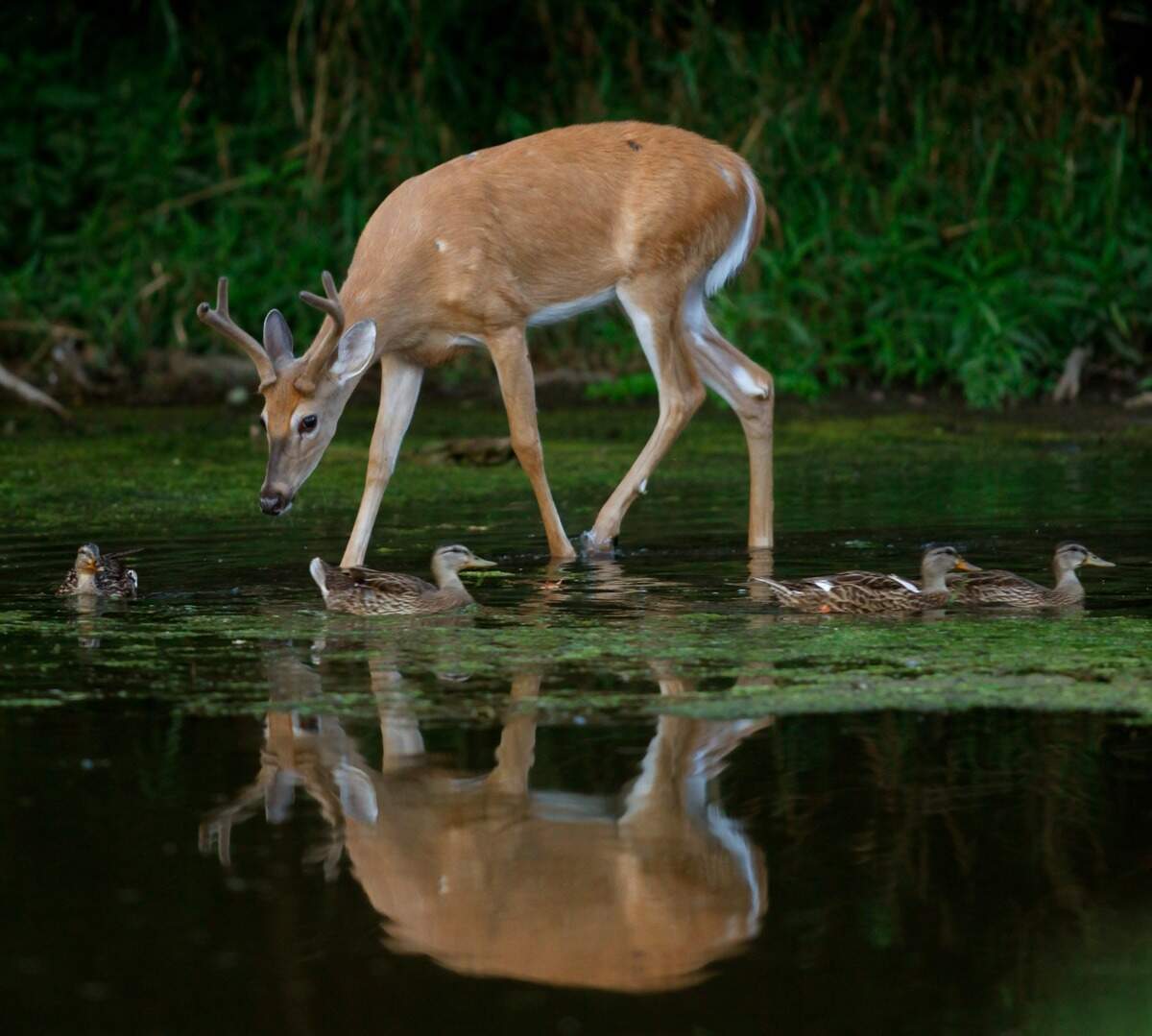 Washington deer are less likely to eat these 10 plants in your garden this spring.&nbsp;