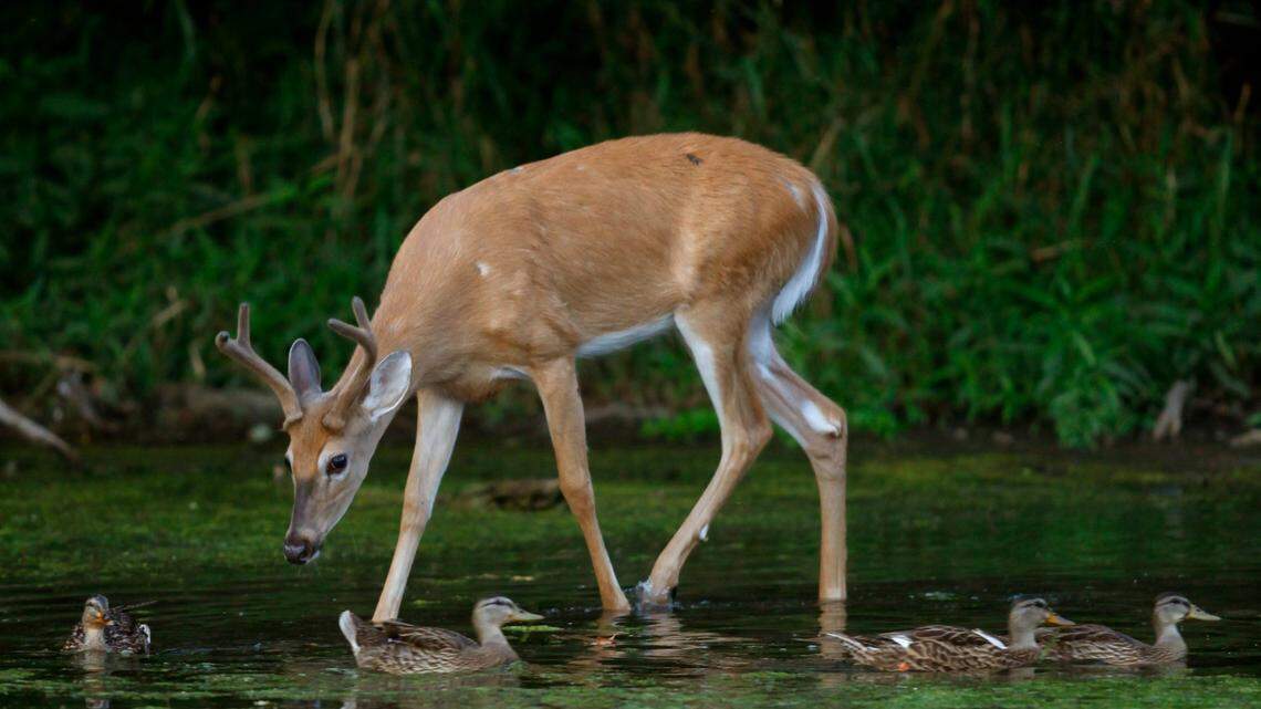 The man poached deer and antelope as part of his scheme, officials said.