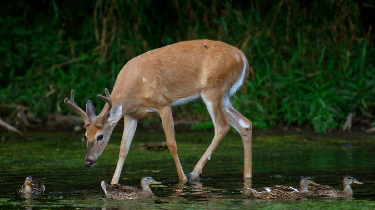 The man poached deer and antelope as part of his scheme, officials said.