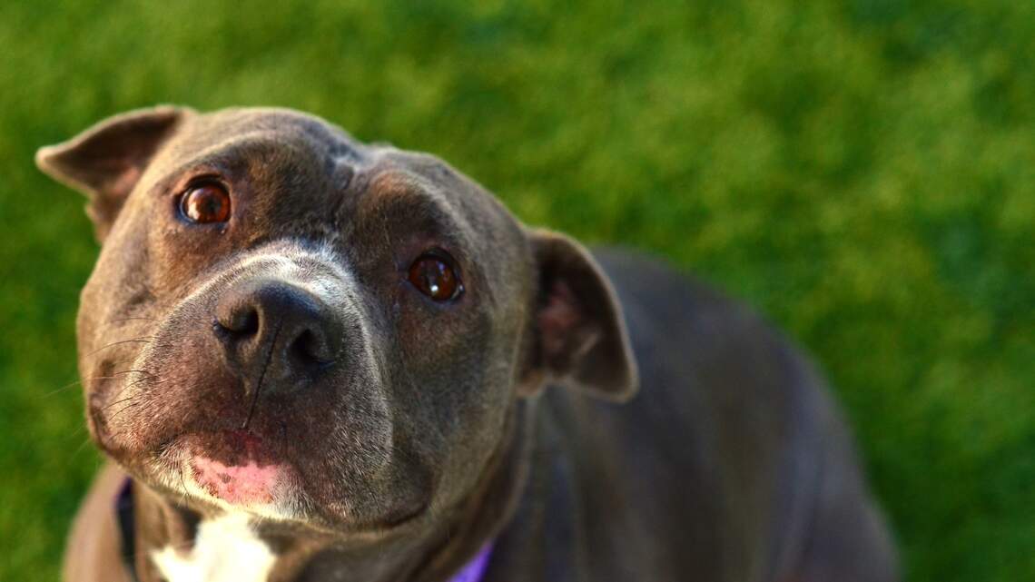Meridian Pet of the Week: Lily