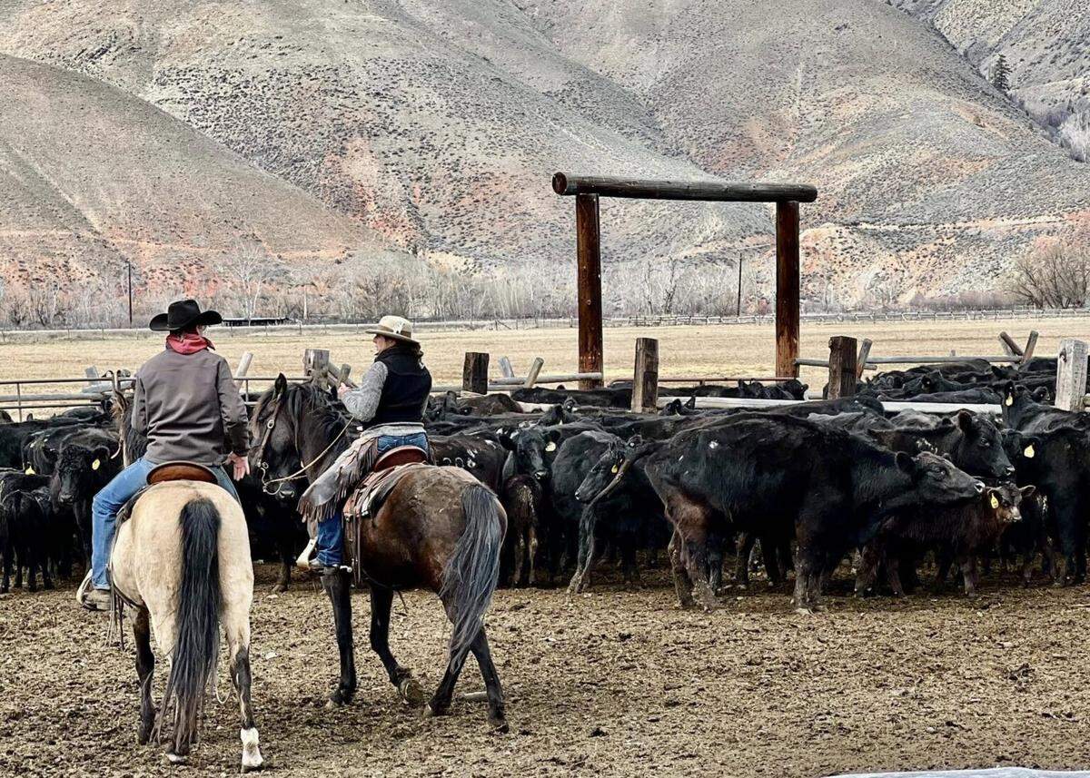 Ranchers Jay and Chyenne Smith raise Black Angus cattle near the tiny town of Carmen, Idaho. The ranch is located just over the ridge from one of the original sites of wolf reintroduction, and the Smiths say wolves have killed more than 200 of their cattle in the past 20 years.