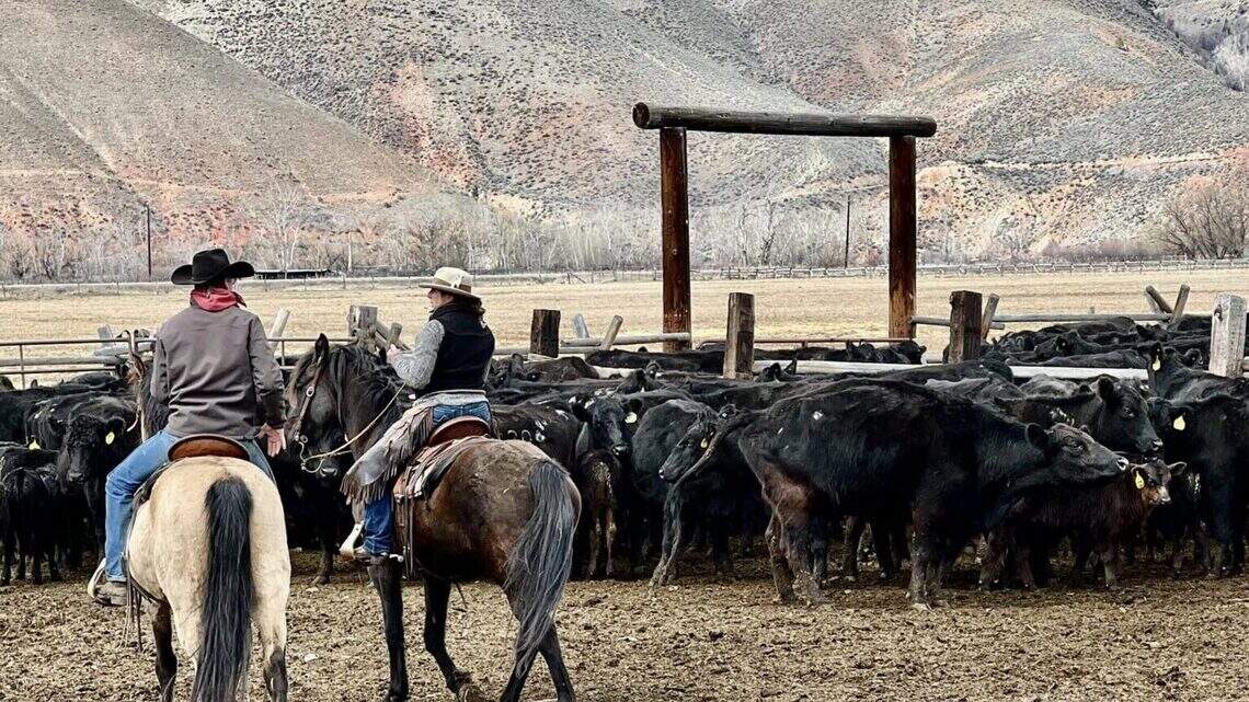 How wolves and livestock collide — and how one Idaho project offers solutions