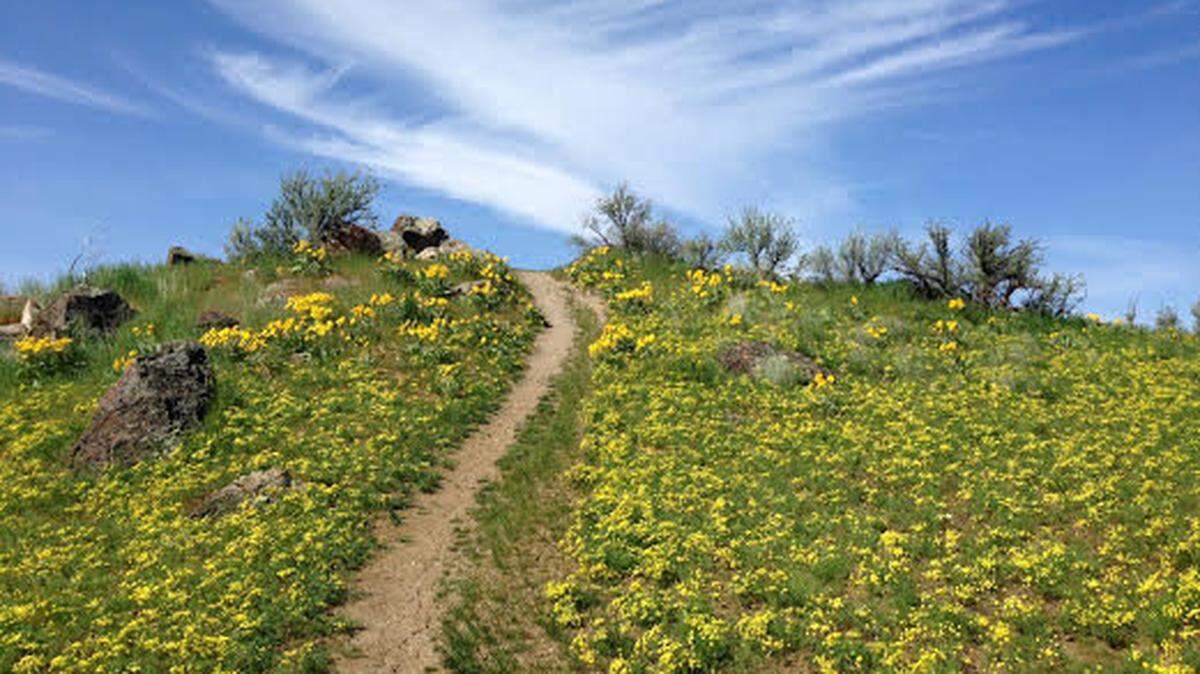 Wildflowers can be found on several trails in Boise’s Military Reserve.