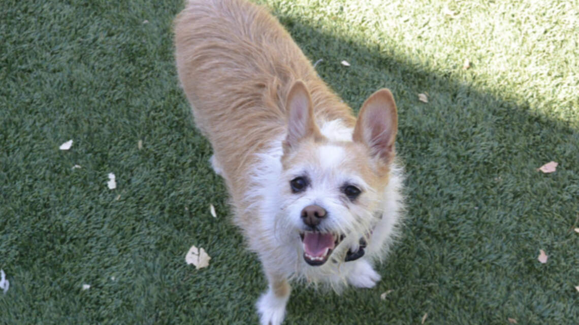 Meridian Pet of the Week: Remi