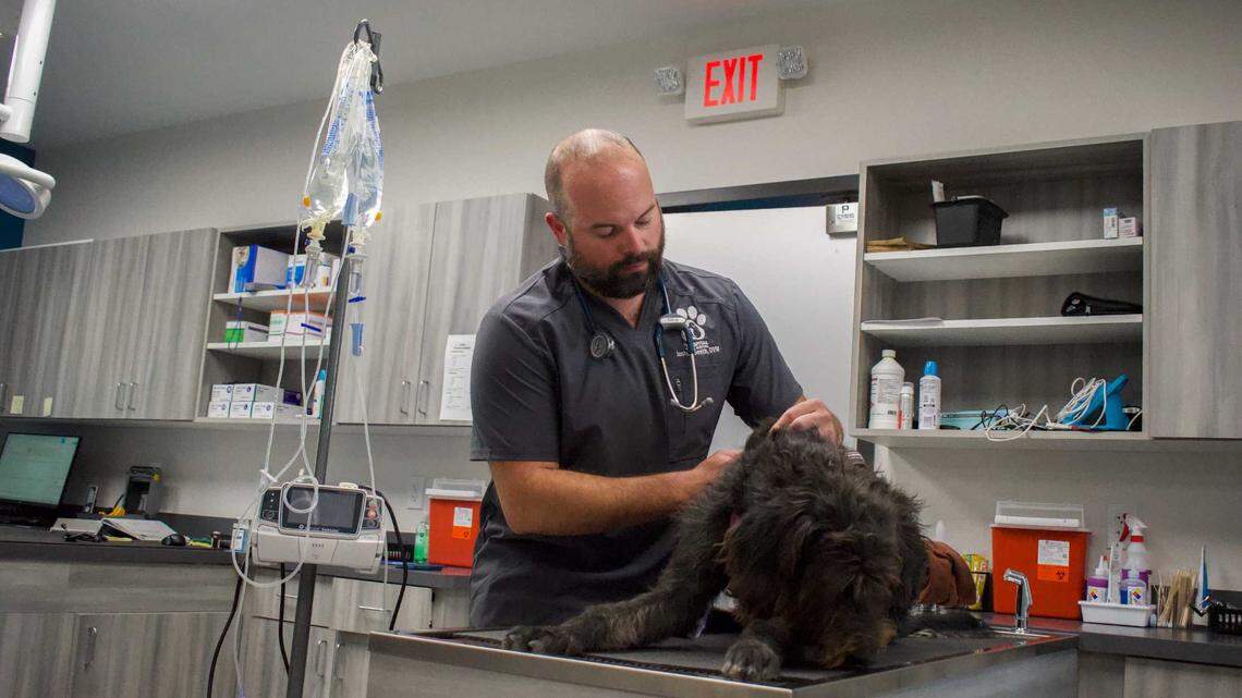 Veterinarian Joshua Smith demonstrates how to administer sub q fluids at the Pawspital Animal Hospital in Meridian on Tuesday, Oct. 1, 2024. Parvo virus cases are increasing in rural areas of Idaho.
