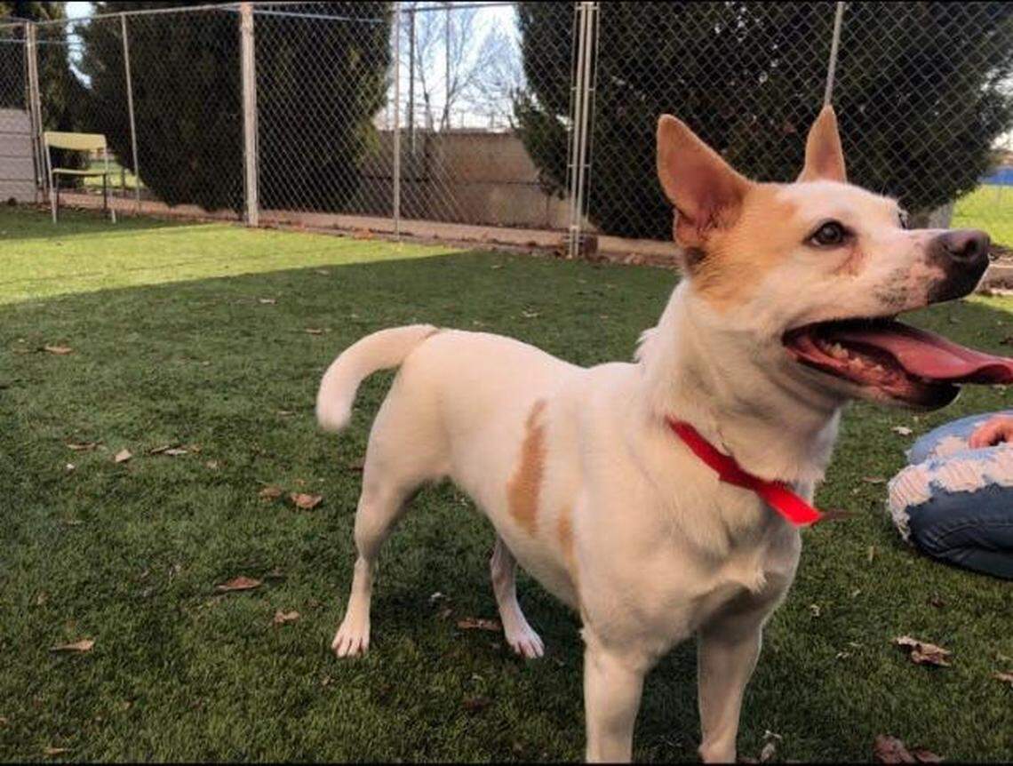 Honey is available for adoption from the Meridian Canine Rescue.