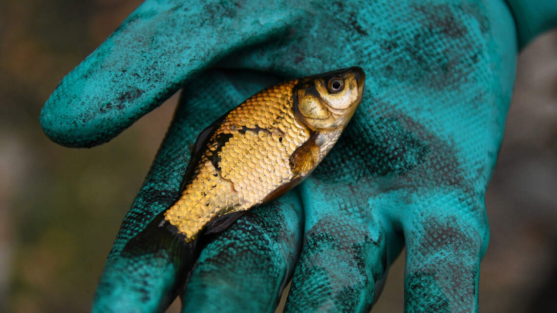 Goldfish were illegally released into an Idaho pond. Fish and Game will eradicate them